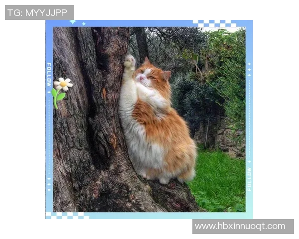 篮球明星与爱犬的温馨时光揭秘他们的深厚情谊与生活点滴